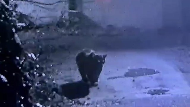 Bir ilin kabusu oldu! Görüntüyü izleyen avcılar harekete geçti Bir ilin kabusu oldu! Görüntüyü izleyen avcılar harekete geçti