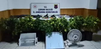 Çorum'da uyuşturucu bitki yetiştiren 4 kişi yakalandı
