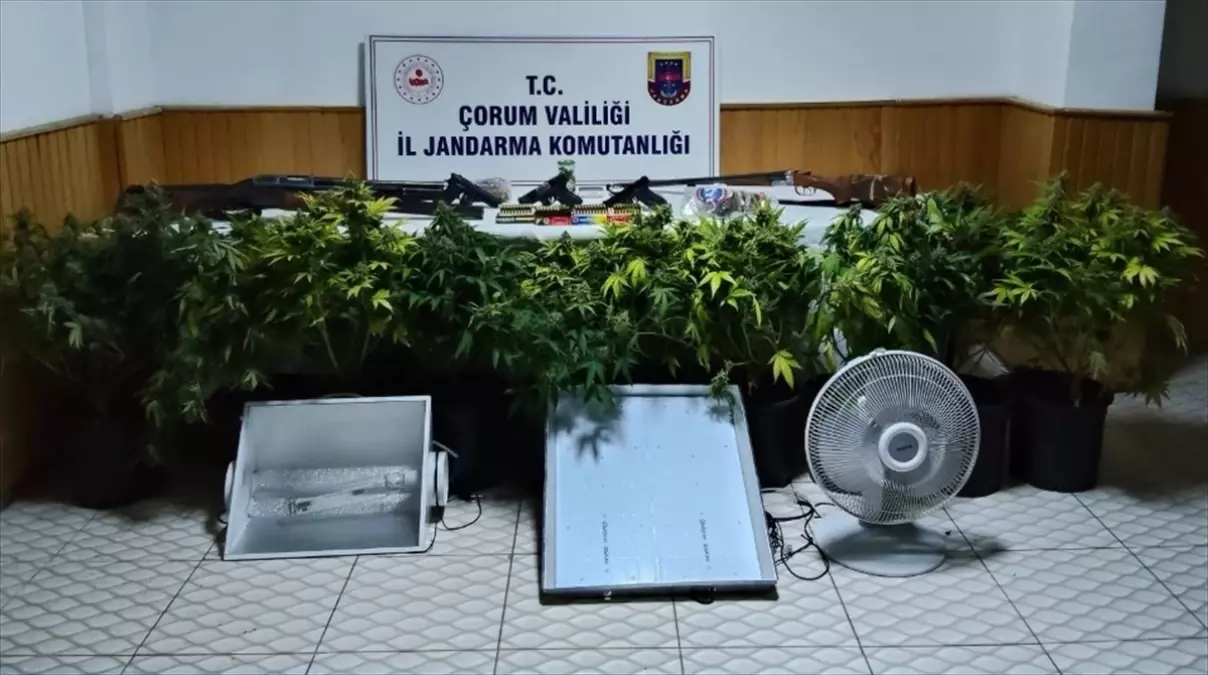Çorum'da uyuşturucu bitki yetiştiren 4 kişi yakalandı