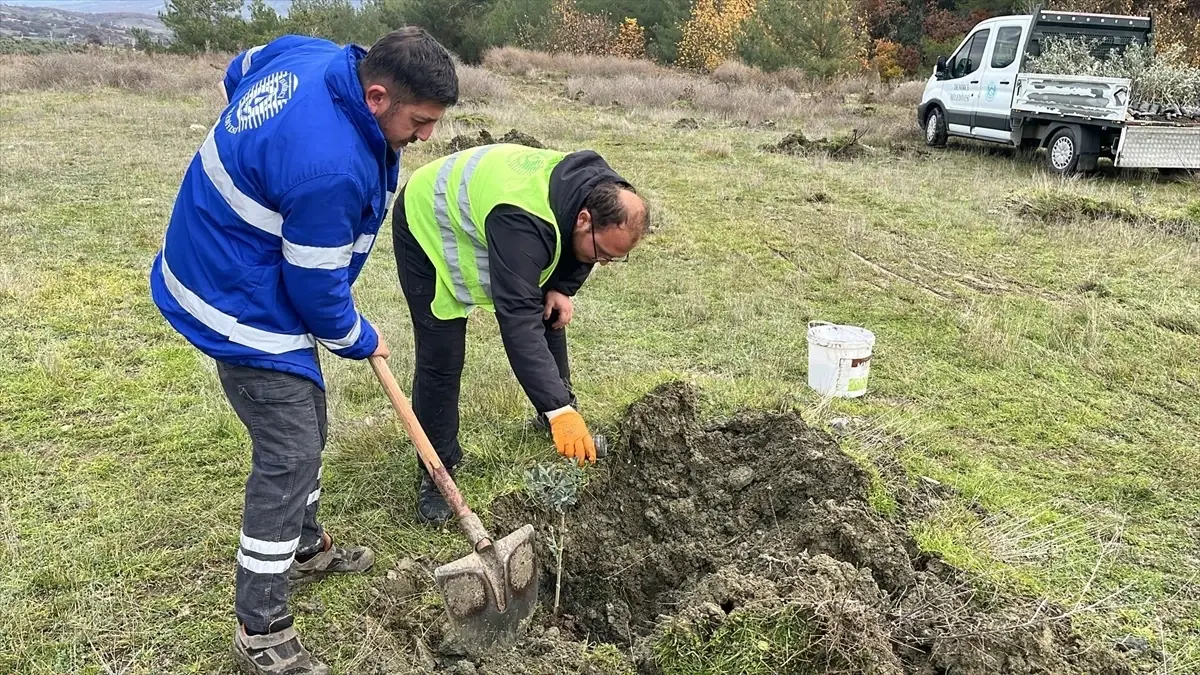 Demirci'de atıl arazilere meyve ağaçları dikiliyor