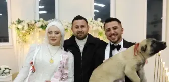 Denizli'de düğünde gelin ve damada takı yerine çoban köpeği hediye edildi