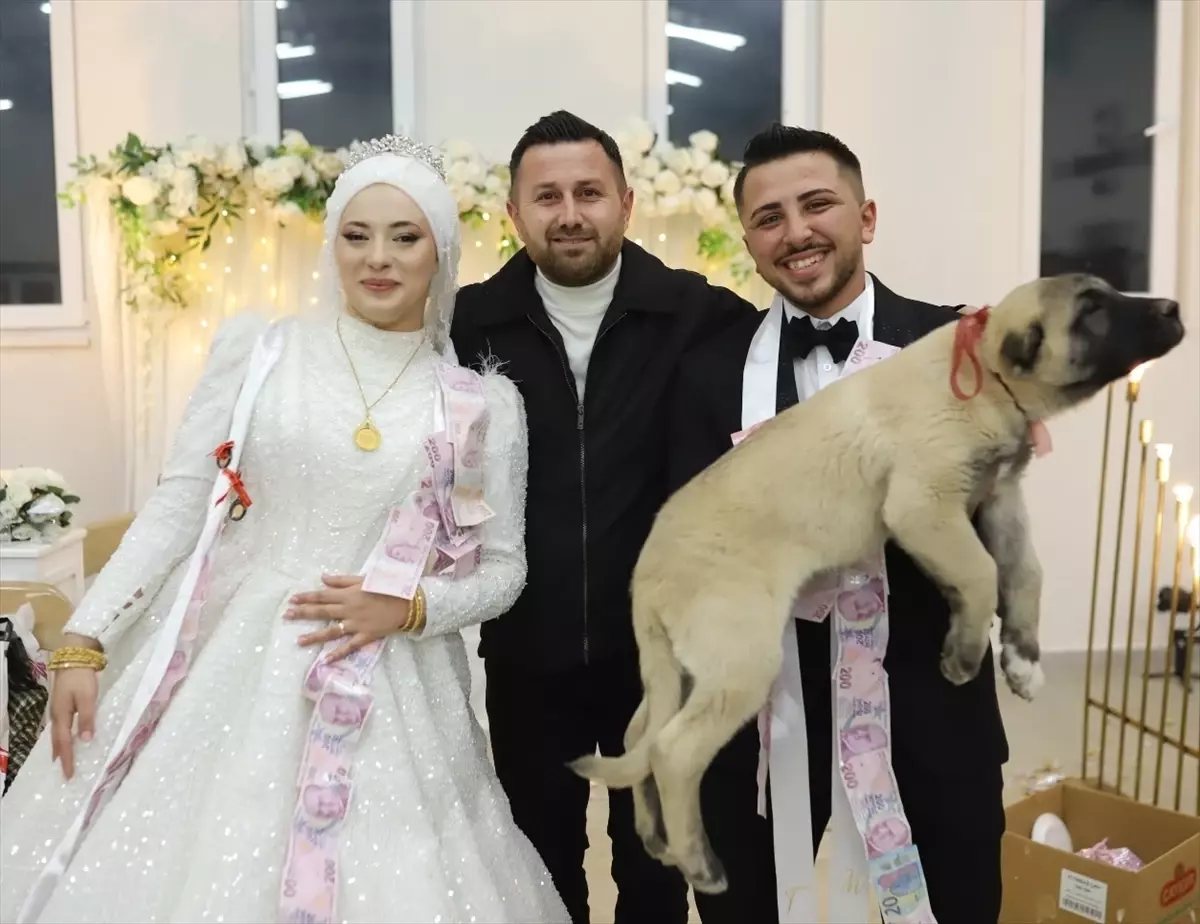 Denizli'de düğünde gelin ve damada takı yerine çoban köpeği hediye edildi