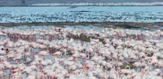 Edirne'de göçmen kuşlar çeltik tarlalarında yiyecek arıyor