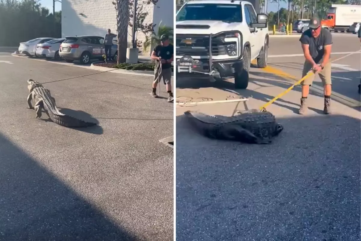 Florida'da marketin önünde 3 metrelik timsah paniği