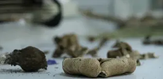 Ganos Dağı'na ait mantar çeşitlerinin envanteri çıkarılıyor