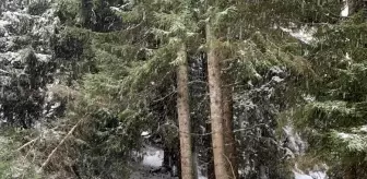 Giresun'da uçuruma düşen cipteki 5 kişi yaralandı