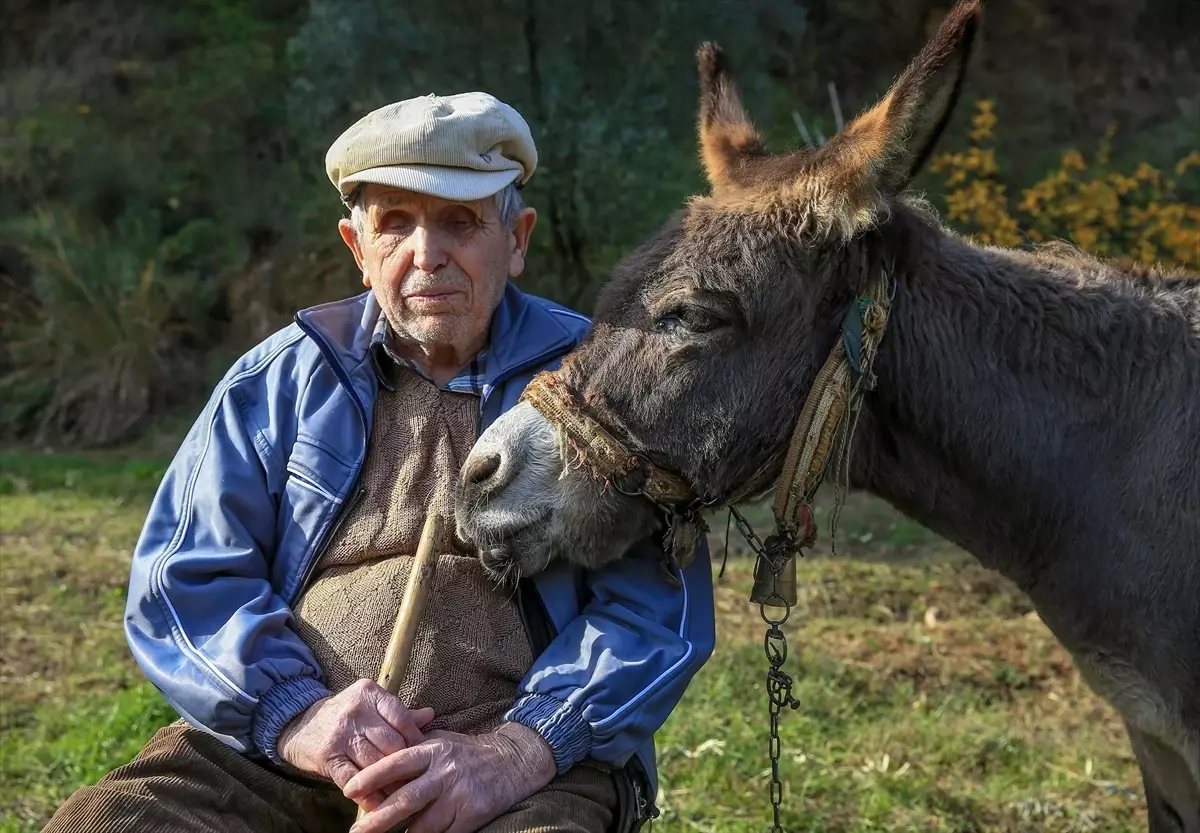 Görme engelli Raif dede yolunu 24 yıldır eşeği 'Magare' sayesinde buluyor