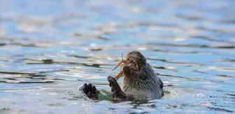 Karabük'te nesli tehlike altında olan su samuru görüntülendi