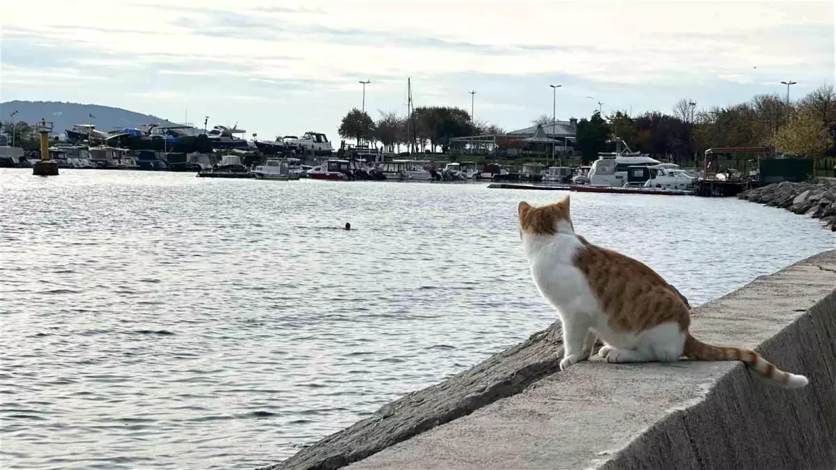 Kartal'da üşüten manzara: İki arkadaş soğukta denize girdi