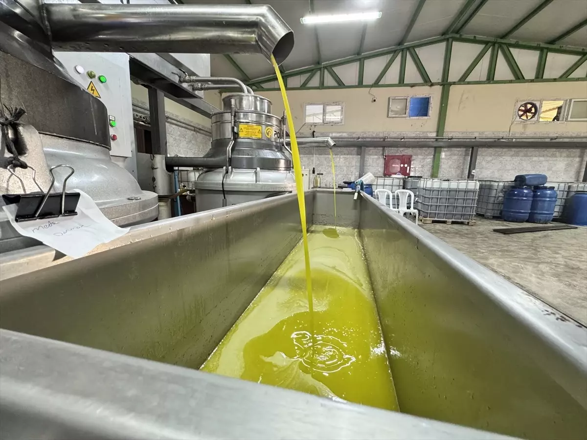 Muhtarın devlet desteğiyle kurduğu zeytinyağı üretim tesisi mahallelinin geçim kaynağı oldu