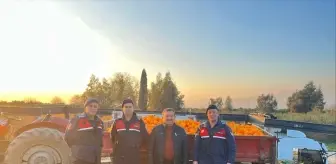 Nazilli'de 1,5 ton portakal çaldıkları öne sürülen 2 zanlı yakalandı