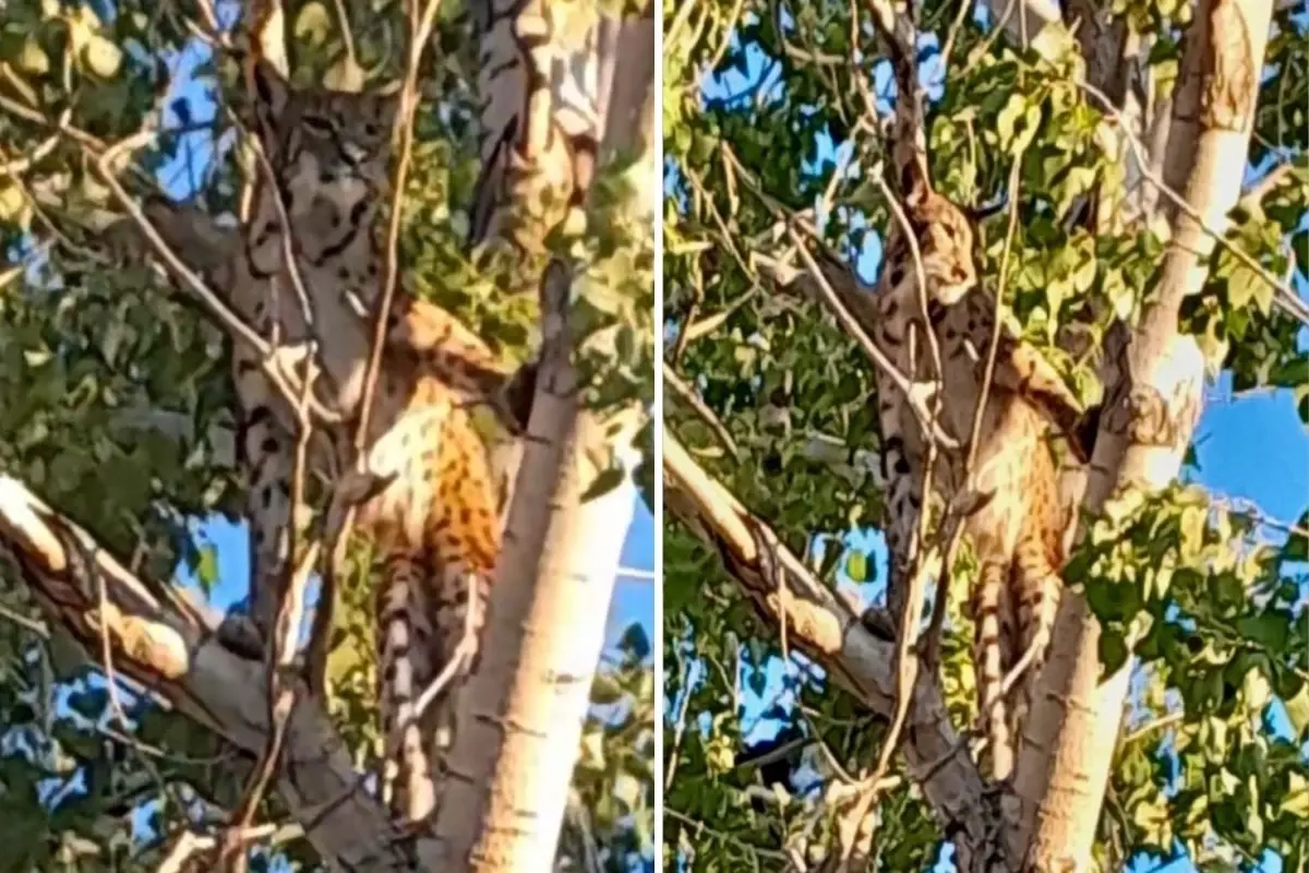 Öldürmenin cezası 45 milyon lira! Anadolu parsı o şehrimizde görüldü