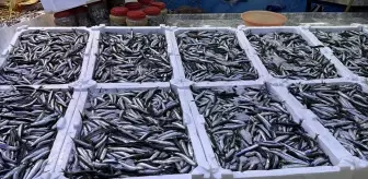 Rize'de hamsinin kilogramı 100 liradan satılıyor