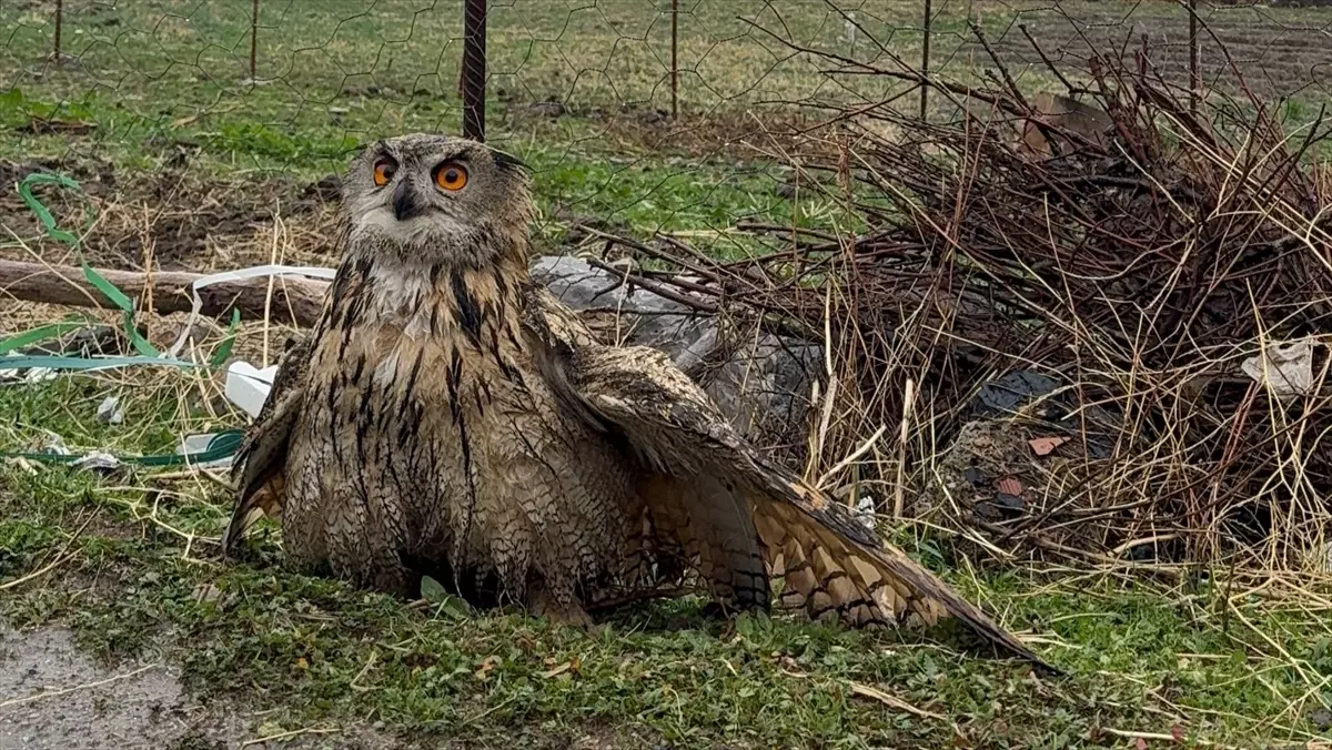 Şırnak'ta bulunan yaralı baykuş tedavi altına alındı