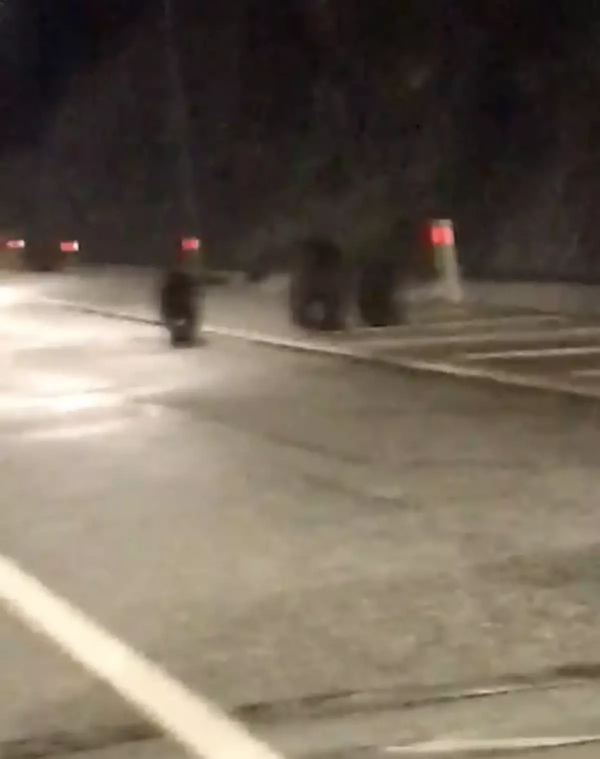 Tünele giren bozayı ile 2 yavrusu kamerada