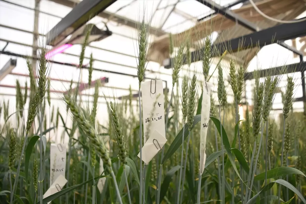 Üniversitede buğday kök açılarını ölçen cihaz geliştirildi