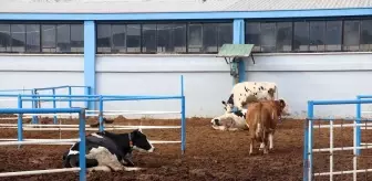 Üniversitenin uygulama çiftliği öğrencilere sahada eğitim imkanı sunuyor