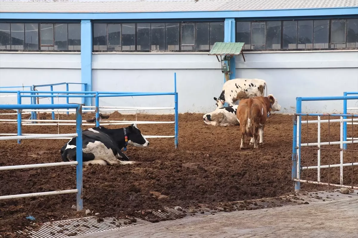 Üniversitenin uygulama çiftliği öğrencilere sahada eğitim imkanı sunuyor