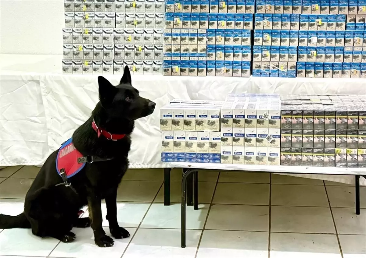 Van'da 8 bin 200 paket gümrük kaçağı sigara ele geçirildi