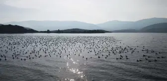 Yağışlarla nefes alan Bafa Gölü'nde doğal yaşam yeniden canlandı