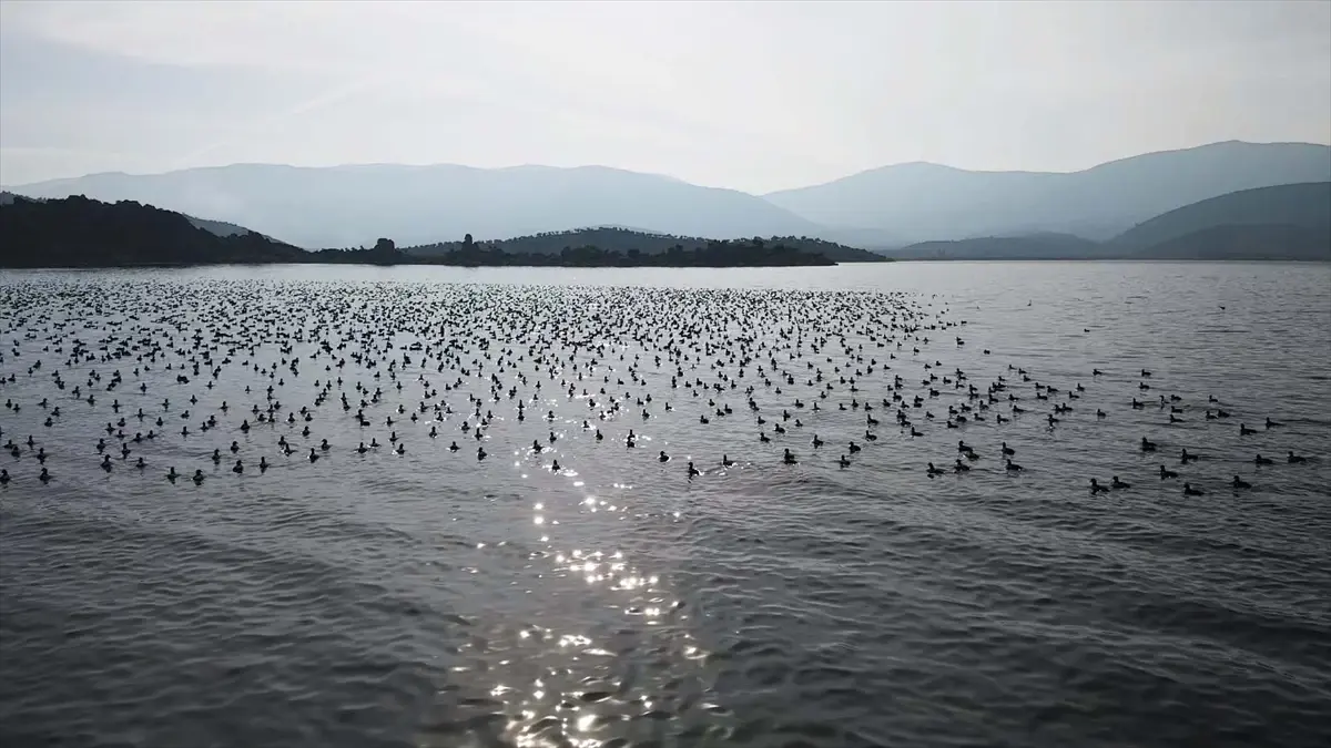 Yağışlarla nefes alan Bafa Gölü'nde doğal yaşam yeniden canlandı