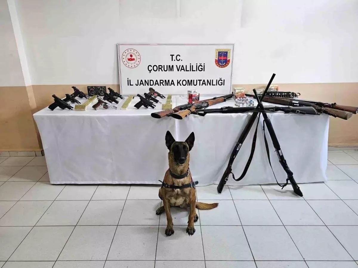 Çorum jandarmasından 'düğün magandaları'na operasyon : 11 gözaltı