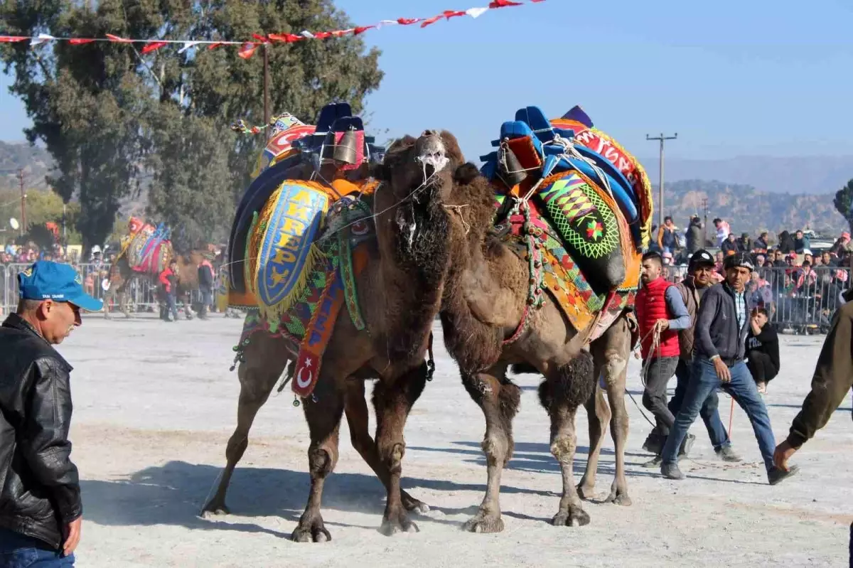 Deve güreşlerinin geleceğini aşılama oranı belirleyecek