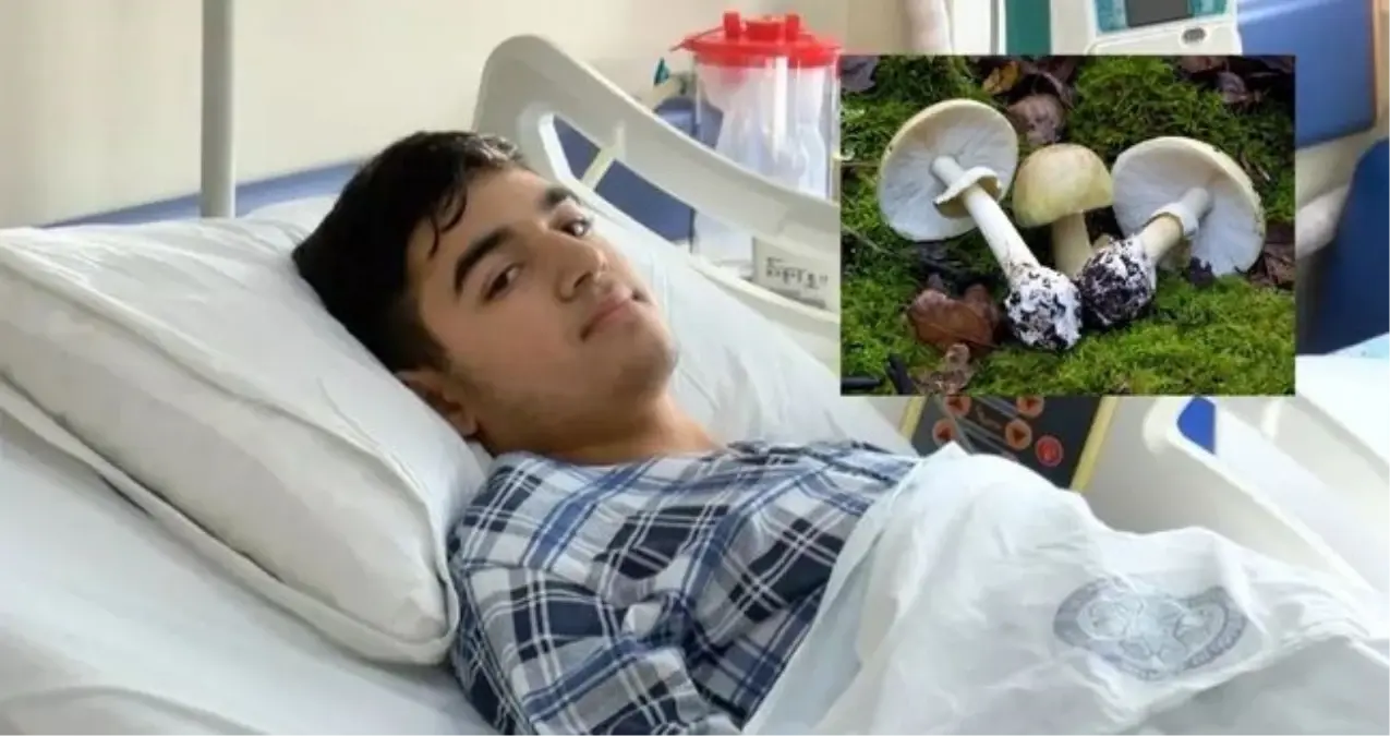 Köygöçüren mantarı yenir mi, zehirli mi? Köygöçüren mantarı nerede bulunur? Mantardan zehirlenen Batuhan Badak kimdir?