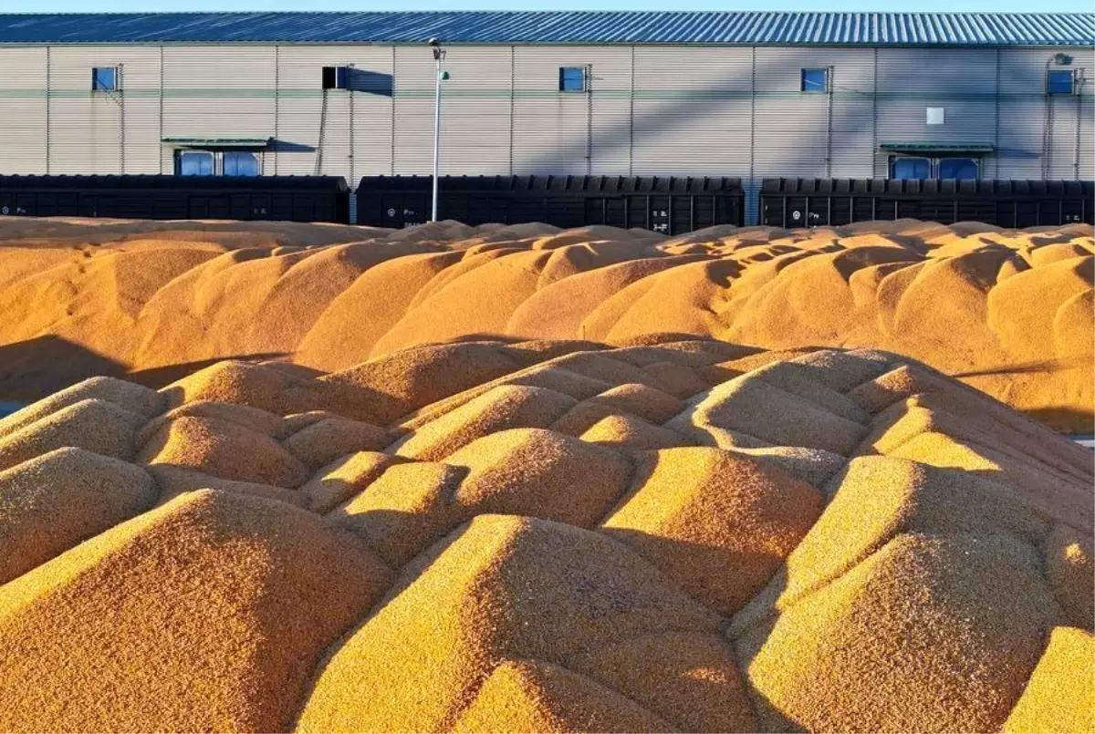 Albüm: Çin'in Heilongjiang Eyaletinin Tahıl Üretimi 82 Milyon Tonla Rekor Kırdı