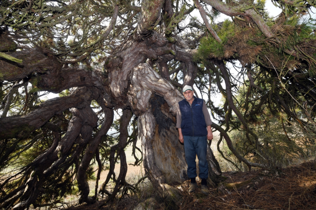 dallari asagiya dogru uzanan cam agaci semsiyeyi 19353355 1371 m