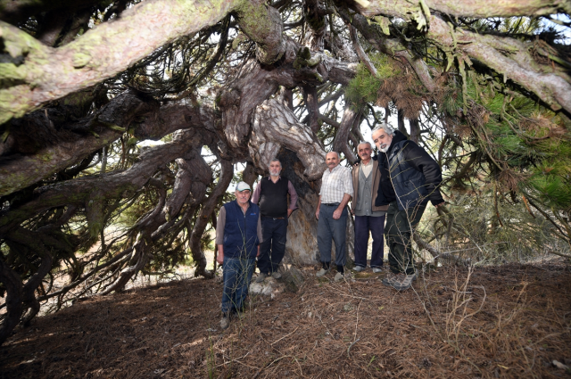 dallari asagiya dogru uzanan cam agaci semsiyeyi 19353355 4936 m