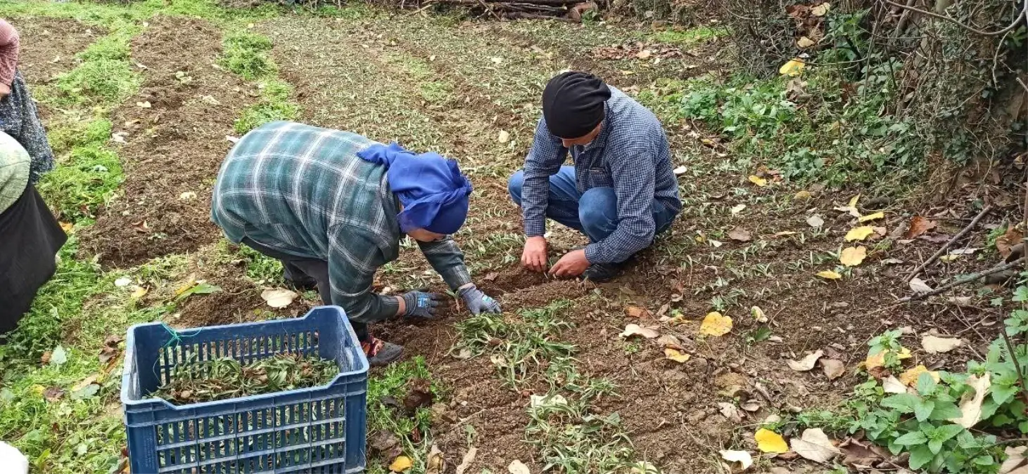 Devrek'te salep fidelerinin dikimine başlandı