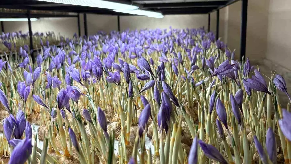 Genç yaşta mesleğini bıraktı, 50 metrekare odada gramı 600 liralık safran üretmeye başladı