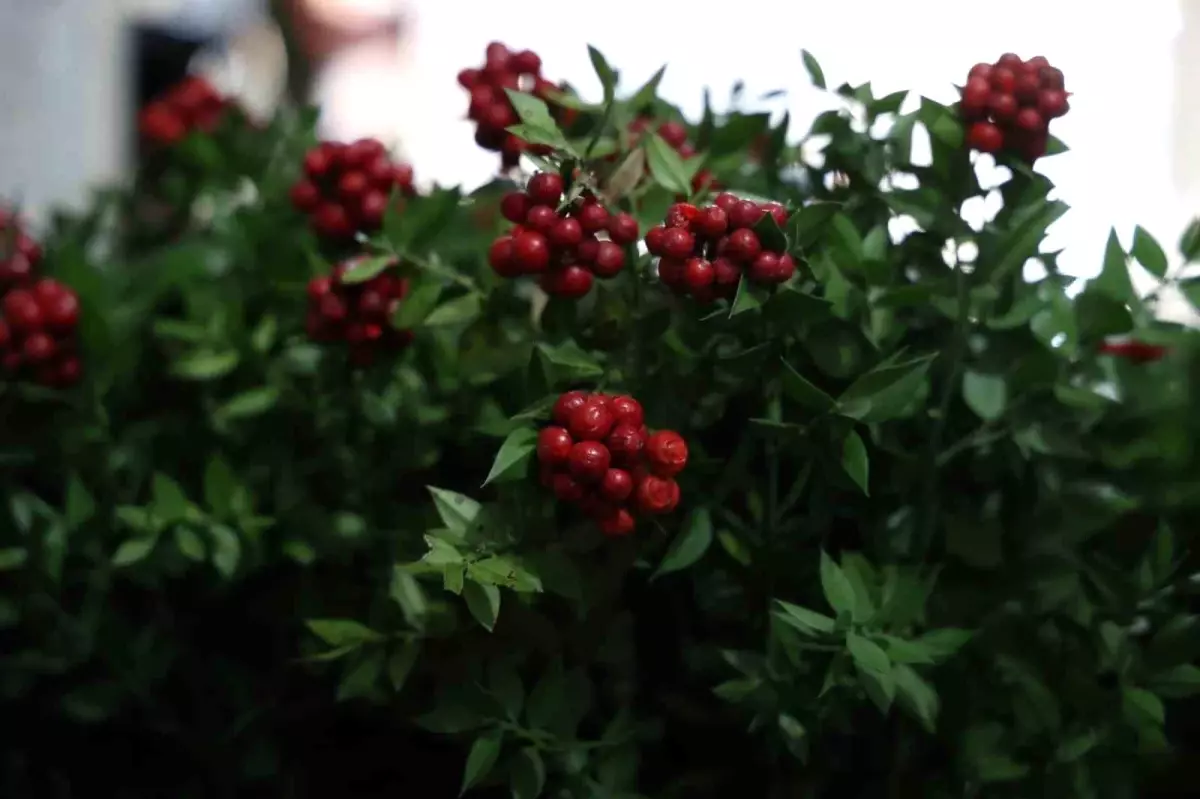Kırşehir'de aralık ayının en çok tercih edilen çiçeği kokina oldu