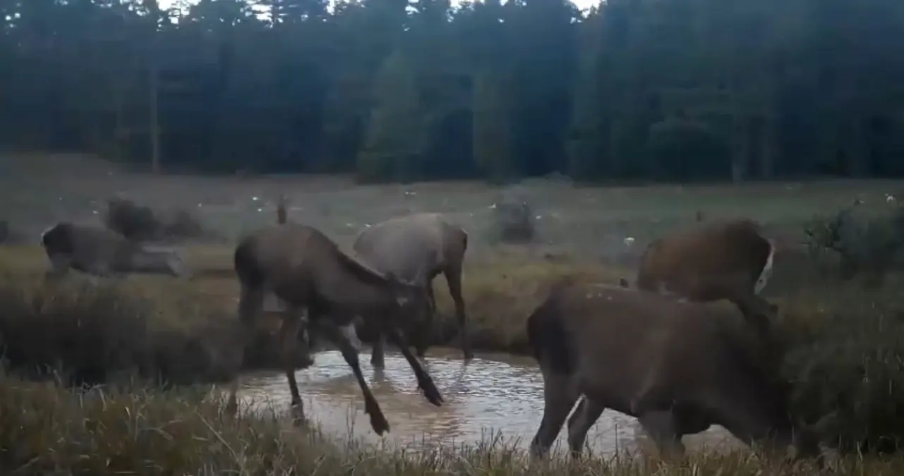 Fotokapana yakalanan kızıl geyiklerin dansı yürekleri ısıttı