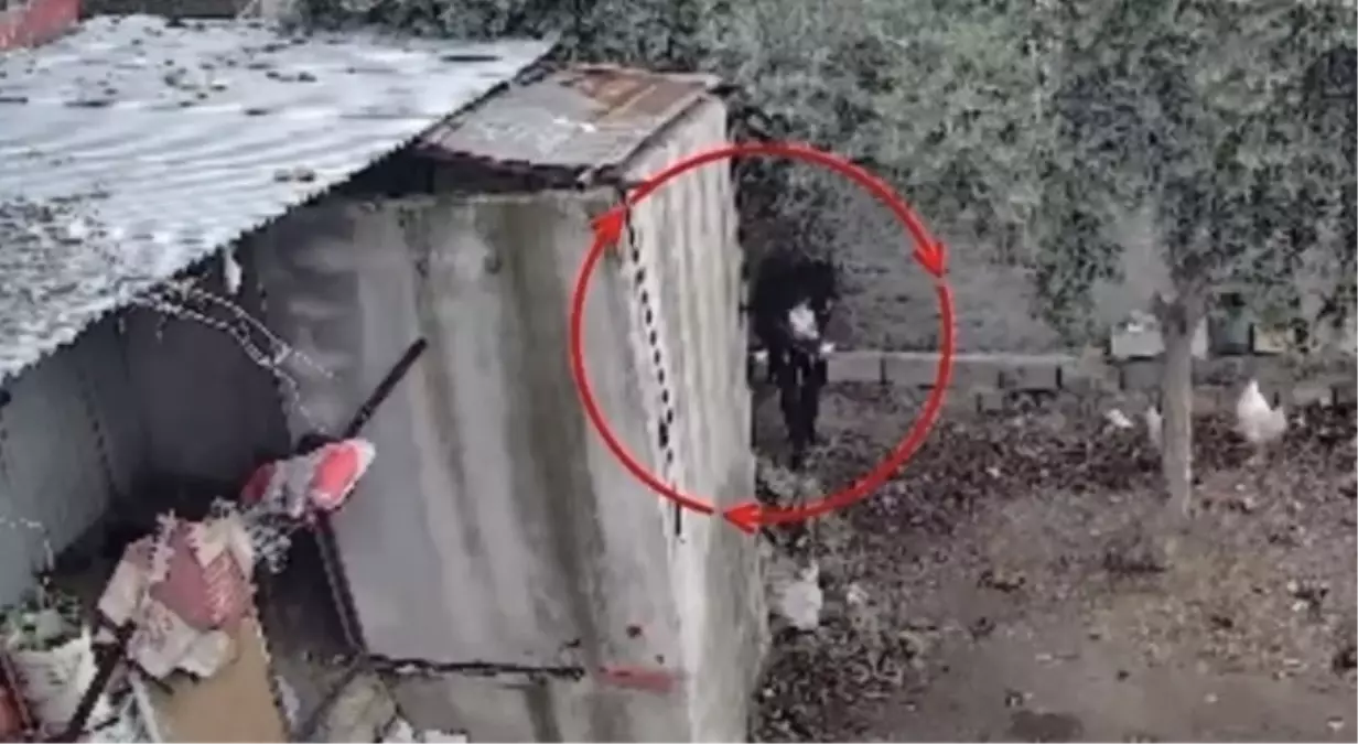 Osmaniye'de kümeslerden tavuk çalan şüpheli tutuklandı; hırsızlık anı kamerada