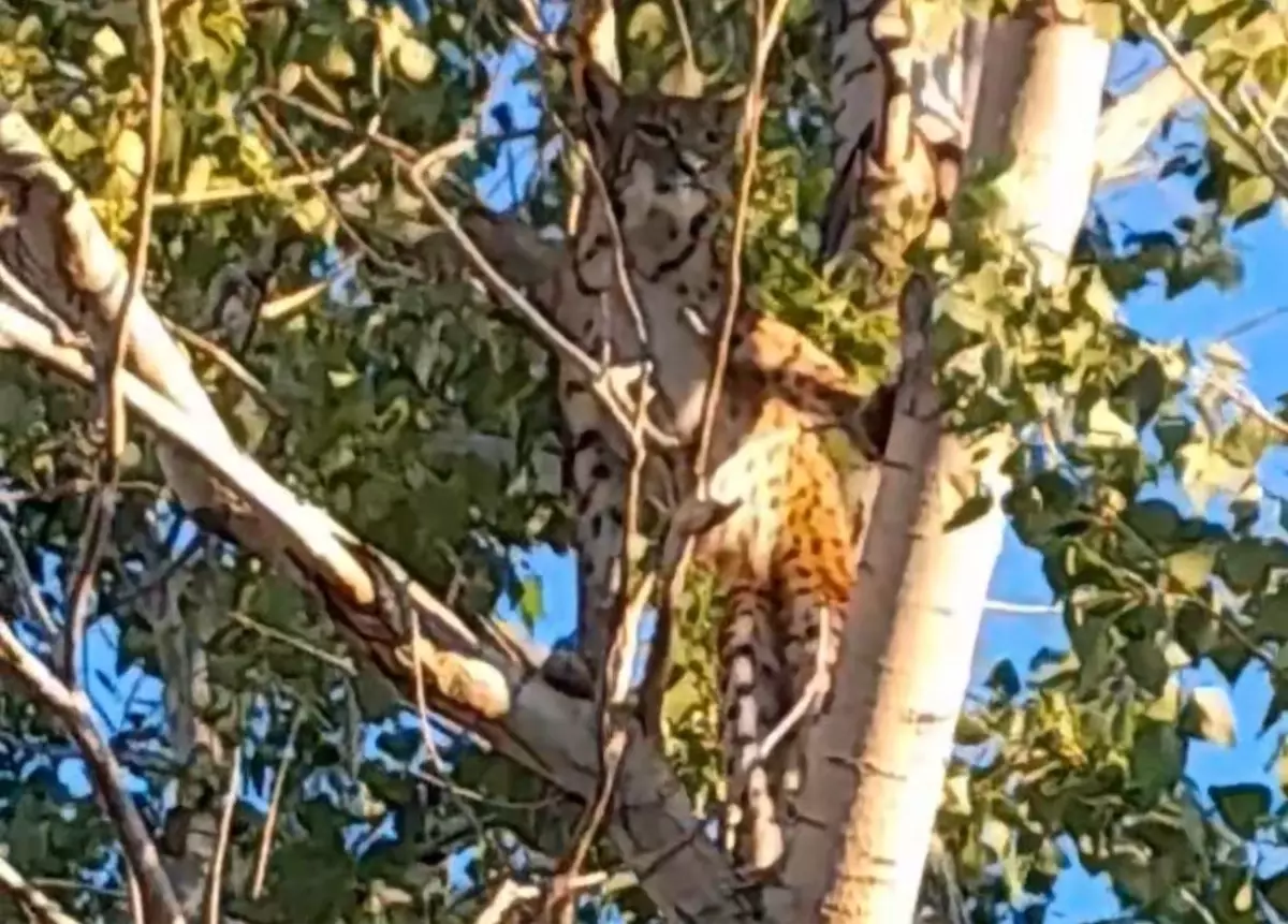 Prof. Dr. Sözen: Ağaçtaki Anadolu Parsı değil, vaşak