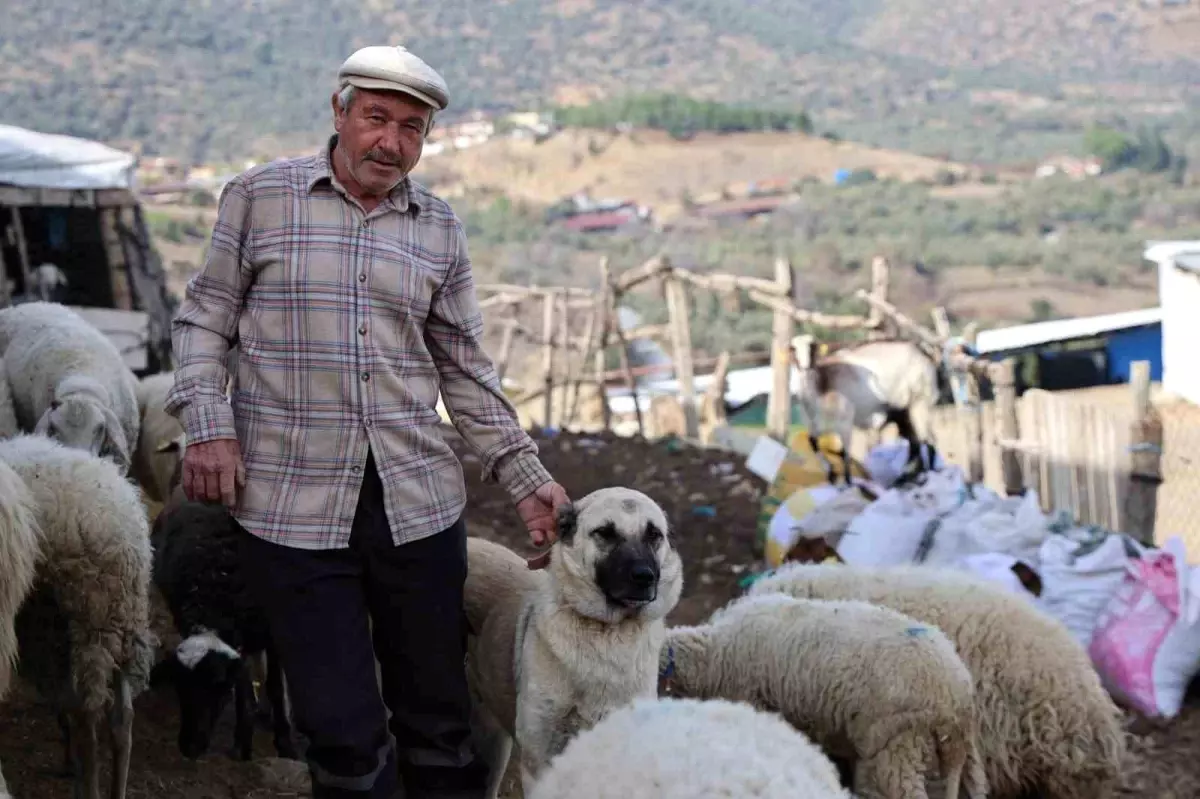 Şap karantinası meraları boşalttı