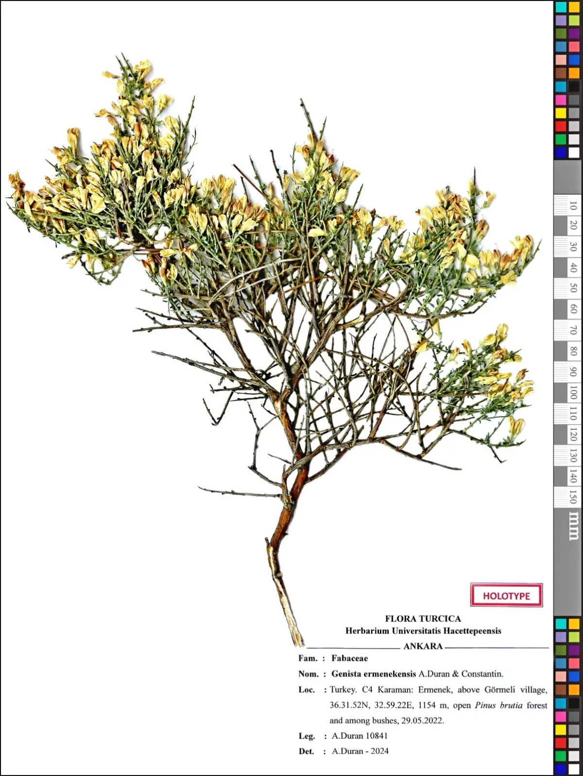 Toroslar'da yeni bitki türü keşfi; adı 'Ermenek borcağı' oldu