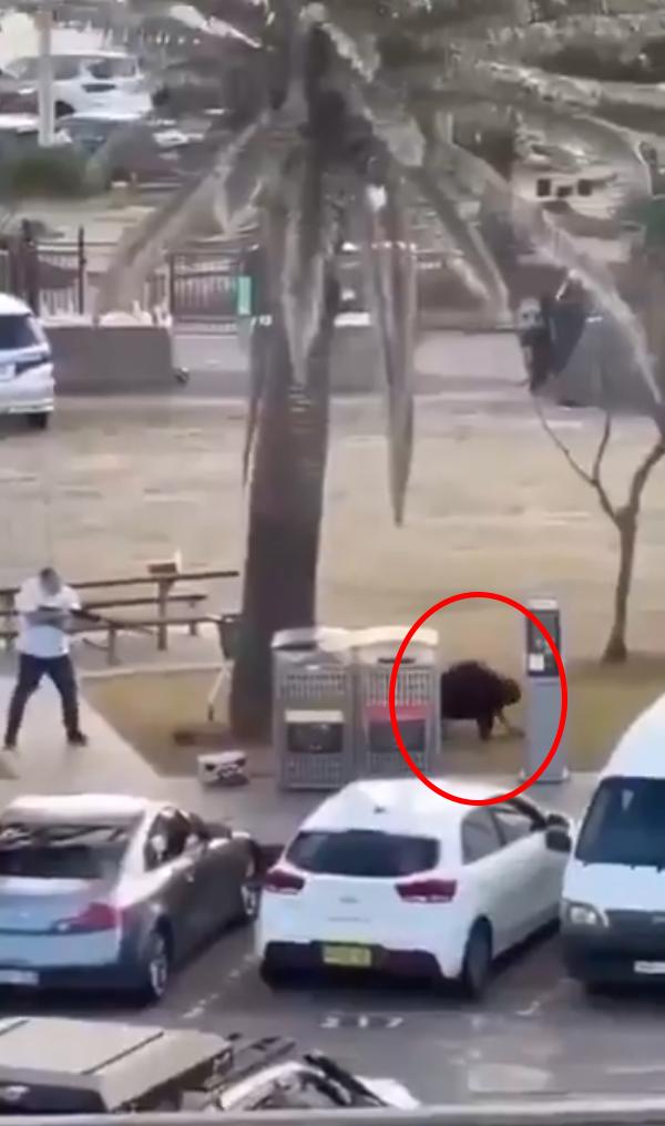 Avustralya'da 12 kişinin can verdiği saldırıyla ilgili kan donduran detay! Arabadan çok sayıda bomba çıktı 5 avustralya daki saldiriyla ilgili kan donduran 19356716 6905 m