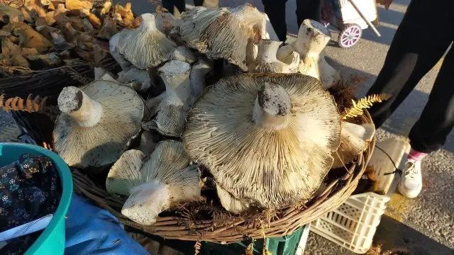 Aydın'daki dev mantarlar pazarda ilgi odağı oldu