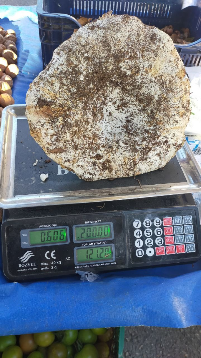 aydin daki dev mantarlar pazarda ilgi odagi oldu 19356111 4257 m