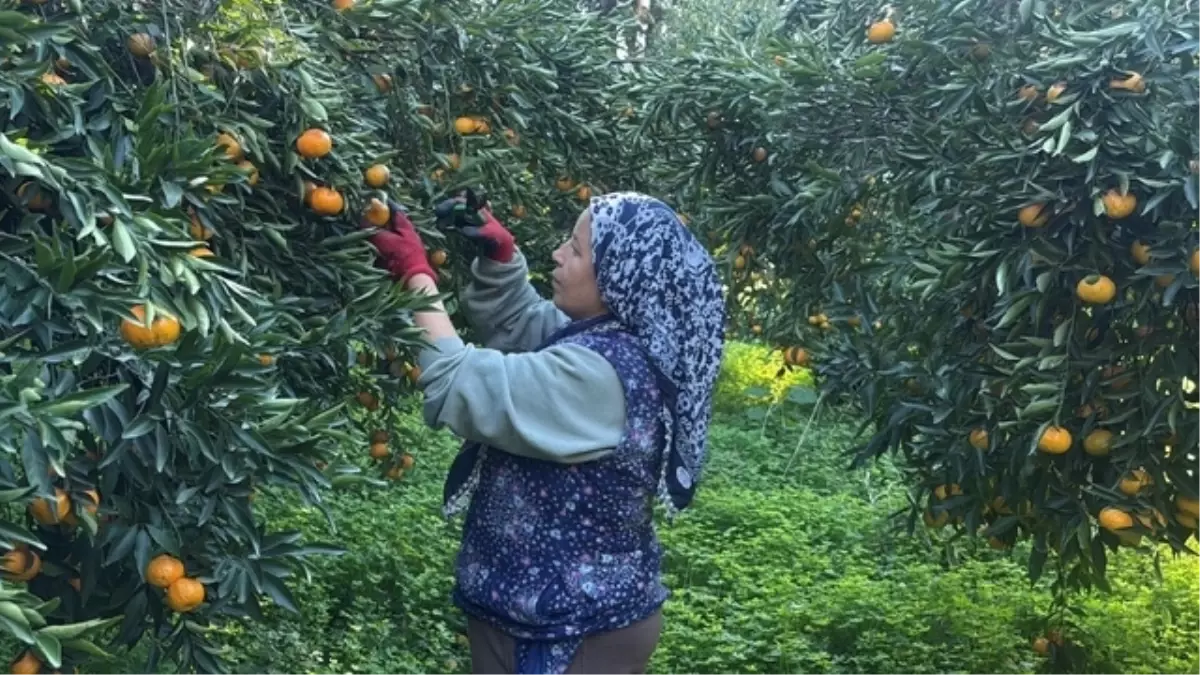 Coğrafi işaretli Bodrum mandalinası bahçede 15-20, manavlarda 100 liradan satılıyor