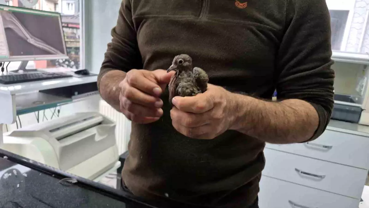 Duyarlı vatandaştan örnek davranış: Yolda bulduğu kumruya su verip veterinere teslim etti