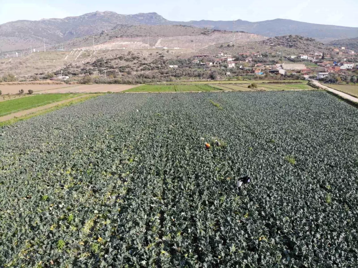 İzmir'in verimli tarım arazilerinde 'yeşil altın' hasadı