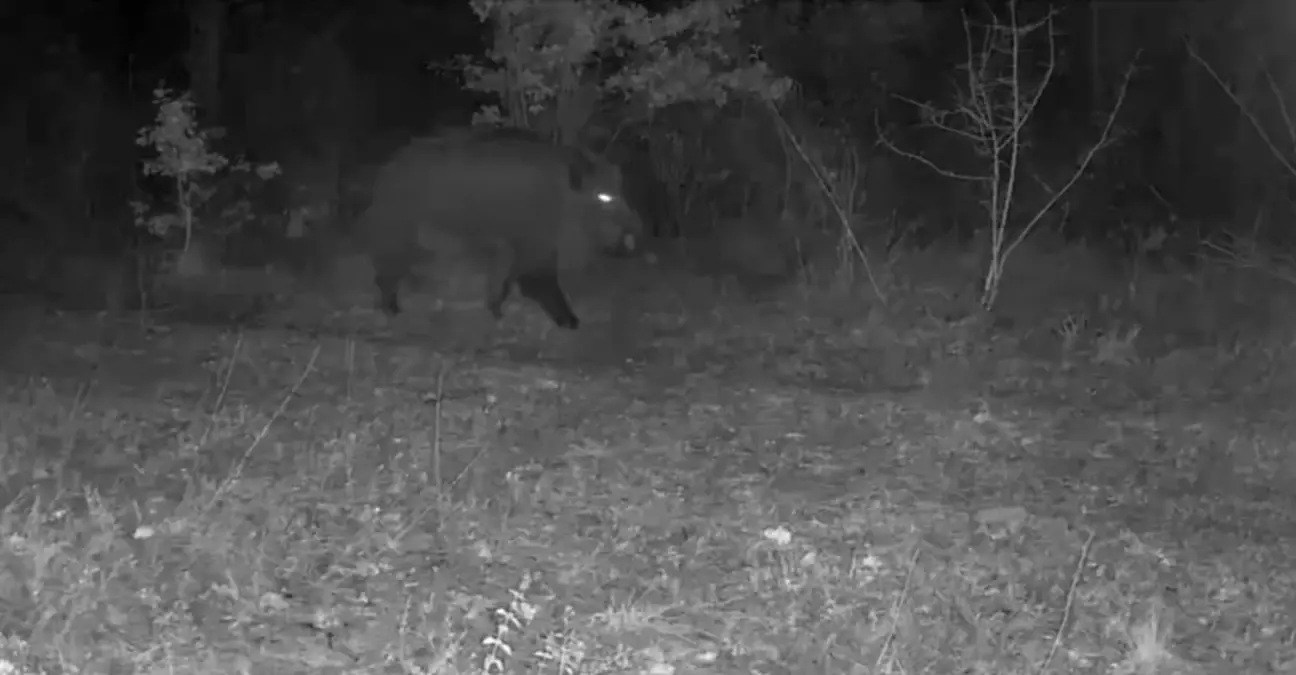 Karabük'te yaban hayatı fotokapana yansıdı