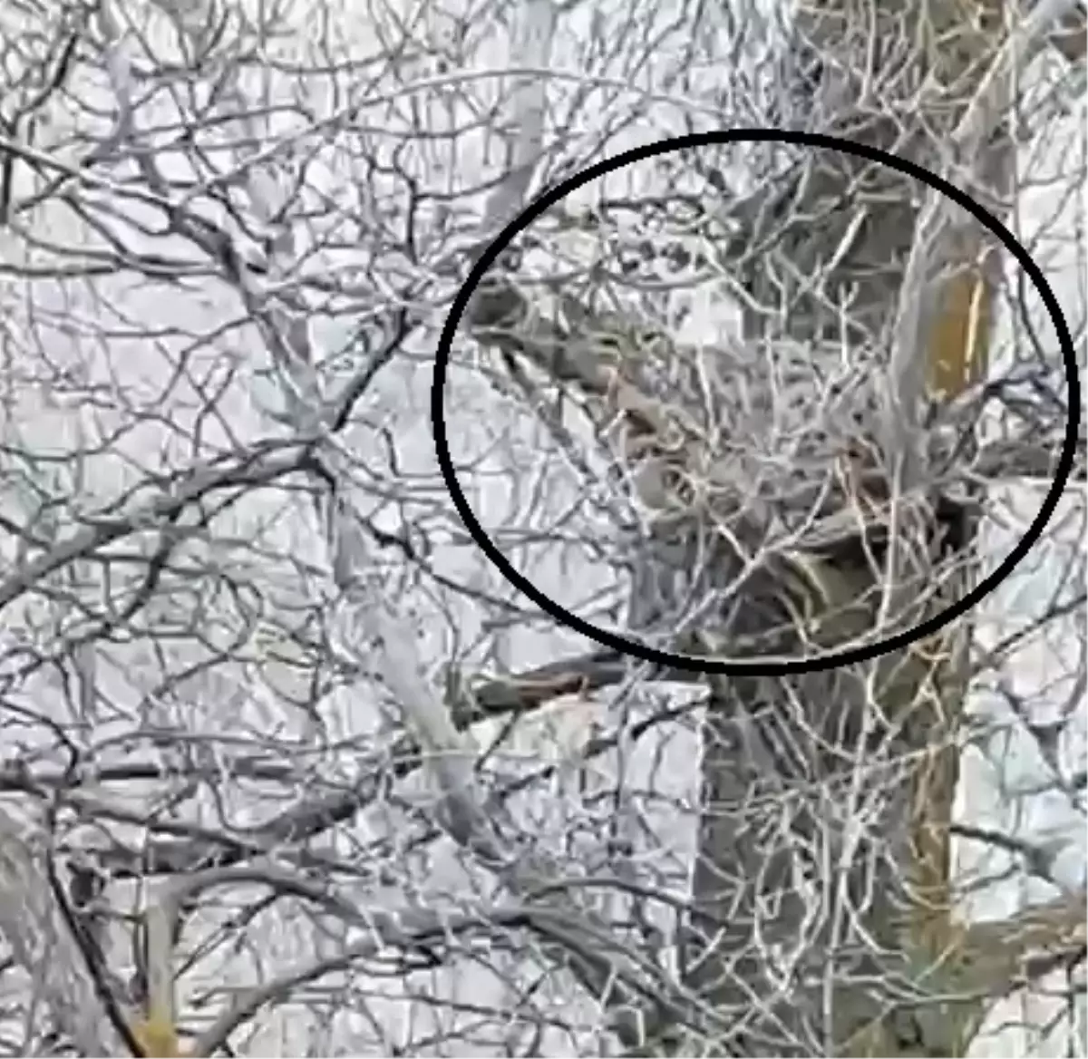 Nesli Tükenmekte Olan Vaşak Ağaçta Görüntülendi