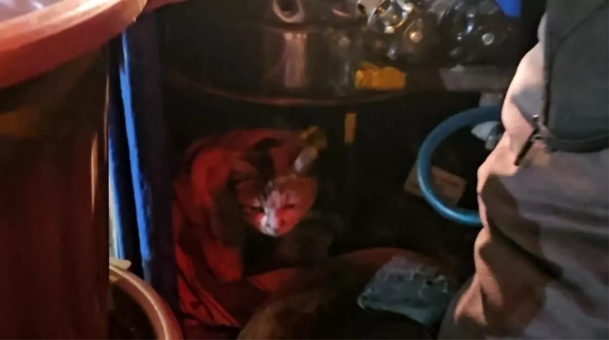 Sokak kedisine üşümesin diye kestane kazanının yanında bakıyor