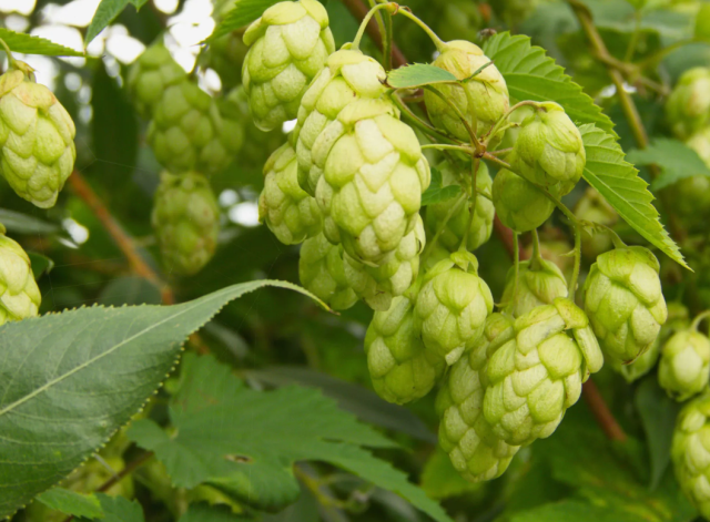 Türk çiftçisi çöpe atıyor, Avrupa'da kilosu 35 bin TL'den satılıyor Türk çiftçisi çöpe atıyor, Avrupa'da kilosu 35 bin TL'den satılıyor