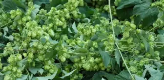 Türk çiftçisi çöpe atıyor, Avrupa'da kilosu 35 bin TL'den satılıyor